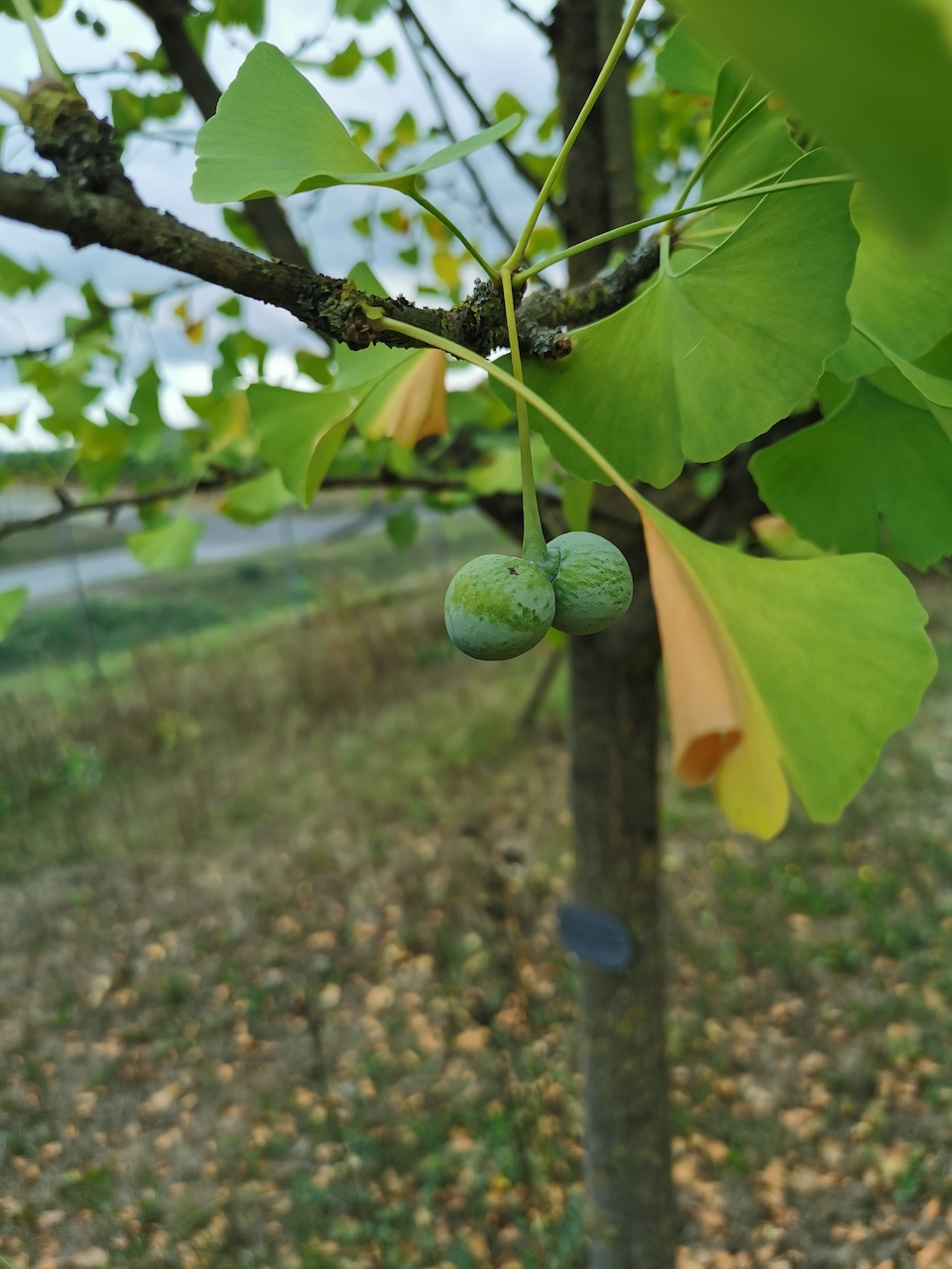 Ginkgo biloba 'Bergen op Zoom' - Thüngersheim - 2022