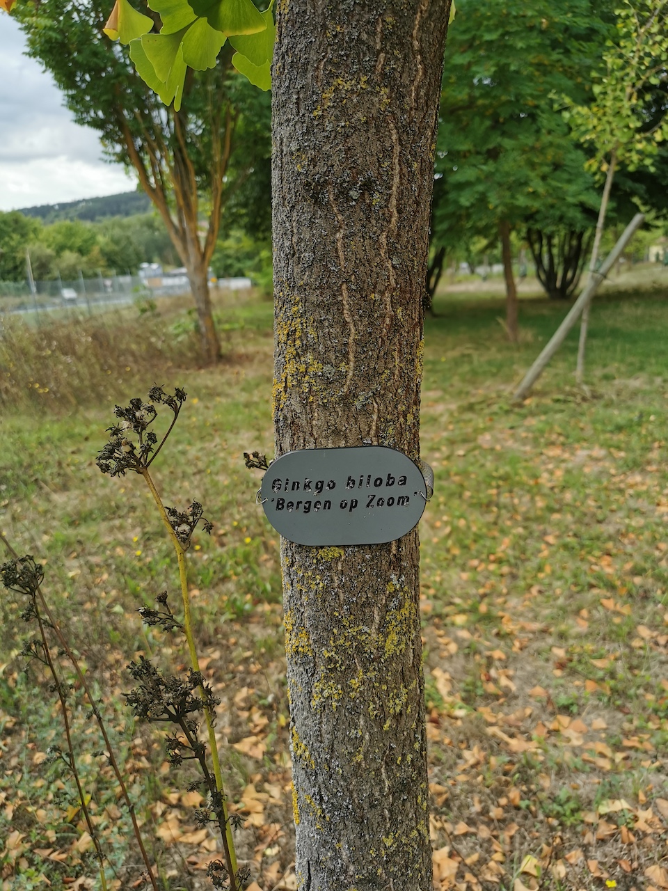 Ginkgo biloba 'Bergen op Zoom' - Thüngersheim - 2022