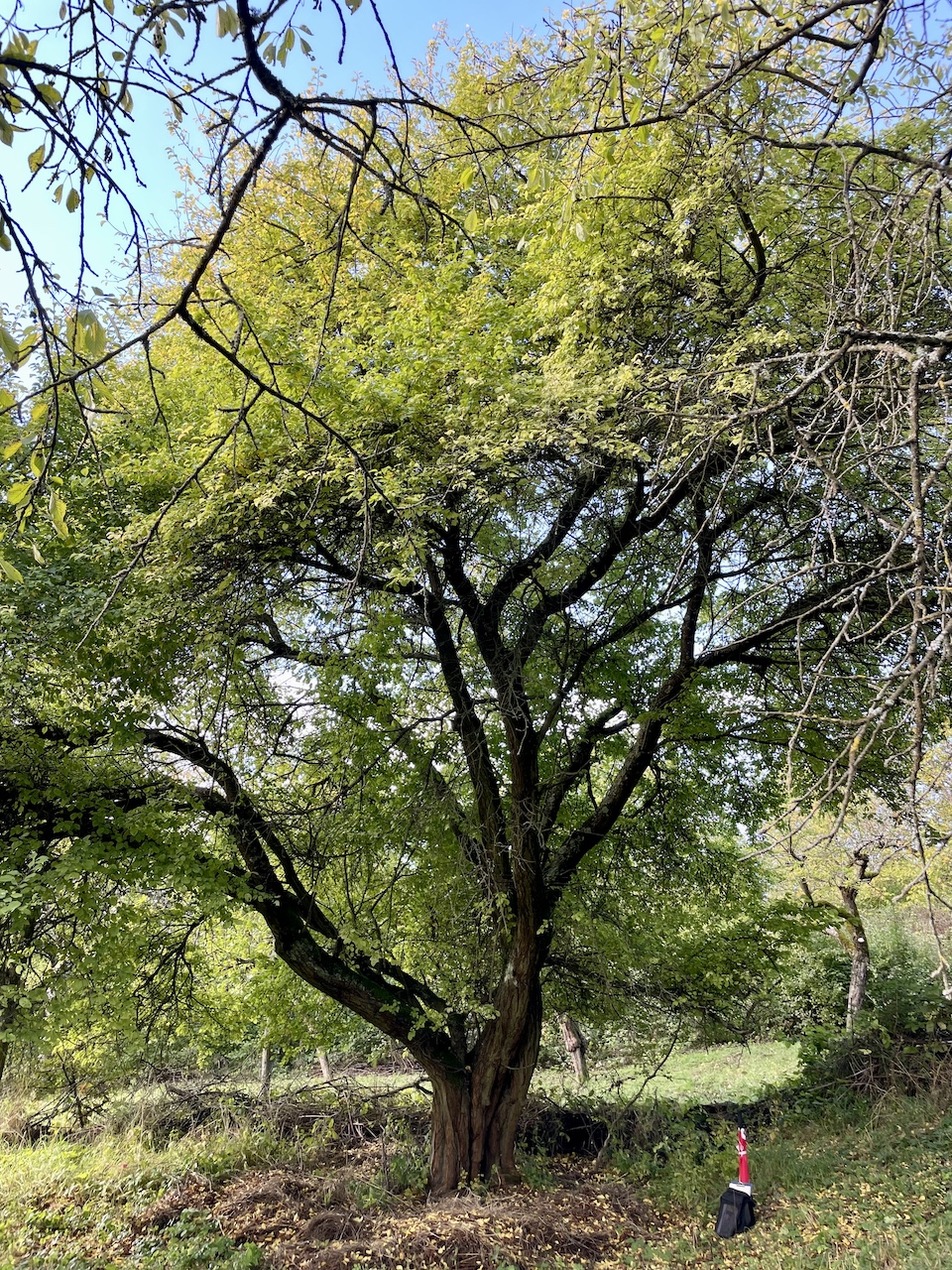 Prunus cerasifera - Frankfurt am Main - 2023