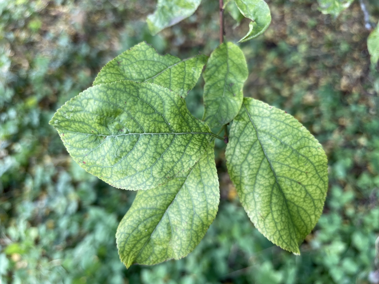 Prunus cerasifera - Frankfurt am Main - 2023