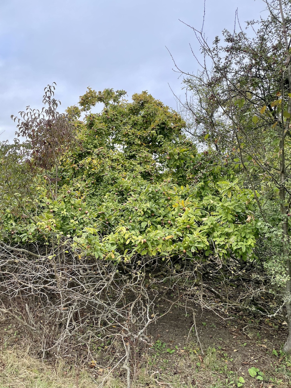 Mespilus germanica 'Macrocarpa' - Frankfurt am Main - 2023
