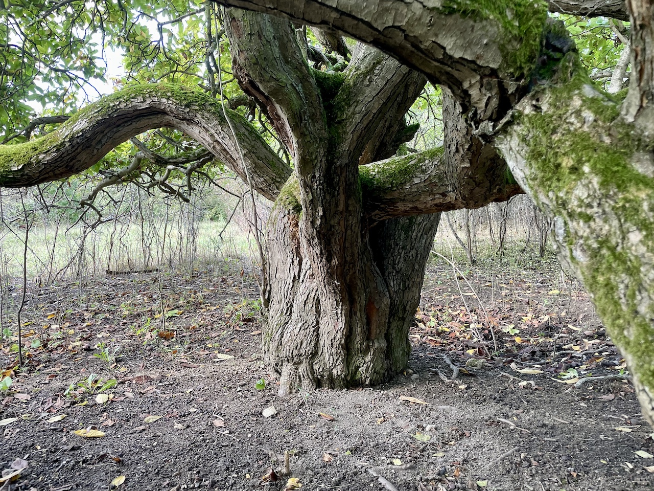 Mespilus germanica 'Macrocarpa' - Frankfurt am Main - 2023