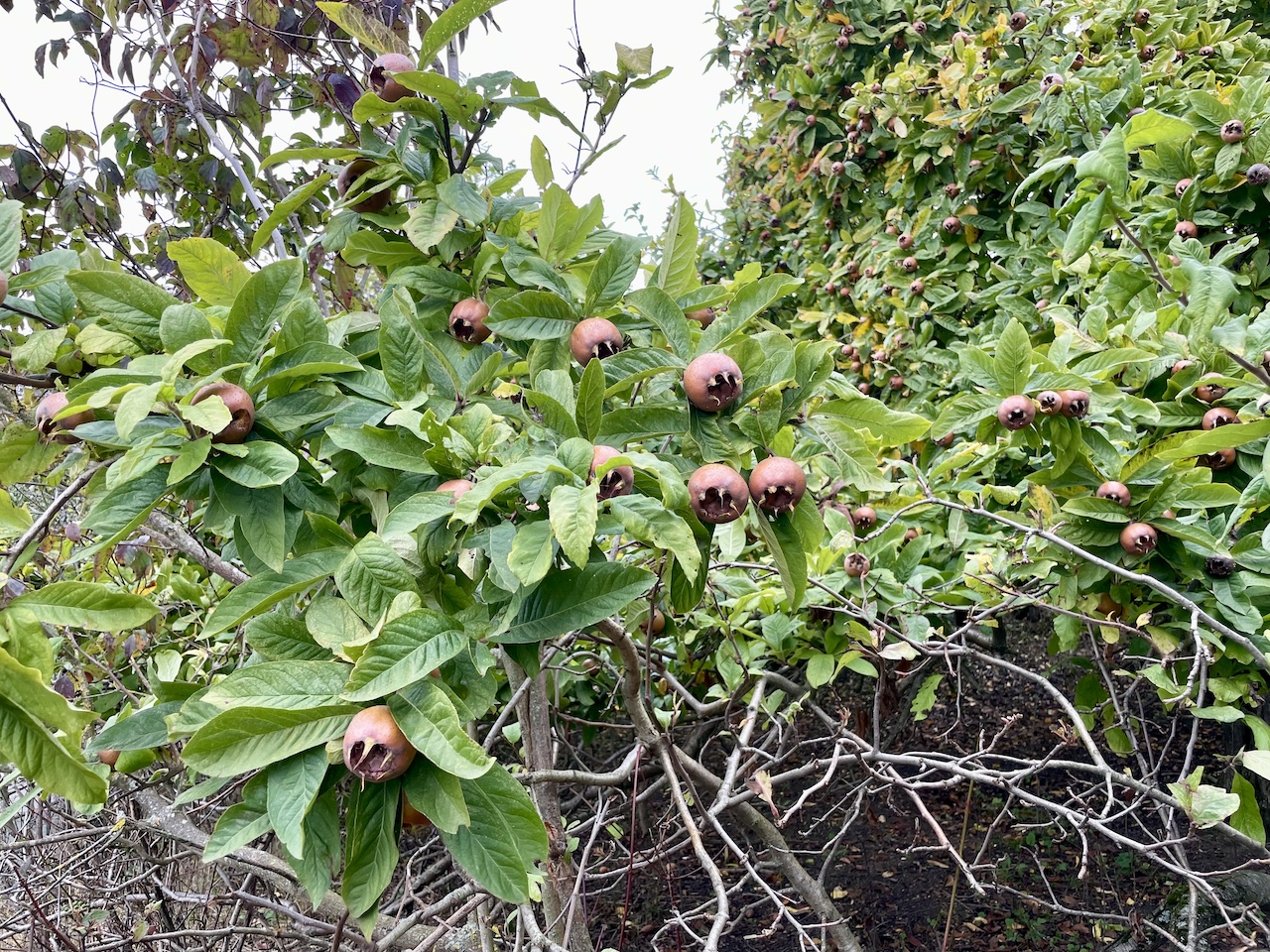 Mespilus germanica 'Macrocarpa' - Frankfurt am Main - 2023