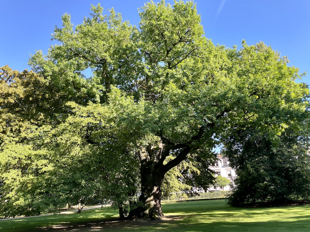 Quercus robur