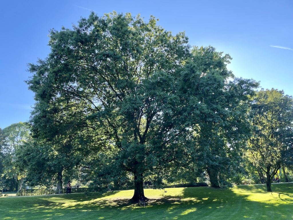 palustris Quercus
