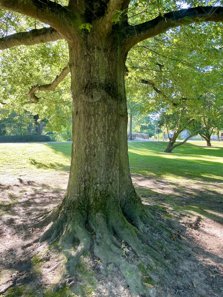 Quercus palustris - Frankfurt am Man - September 2023