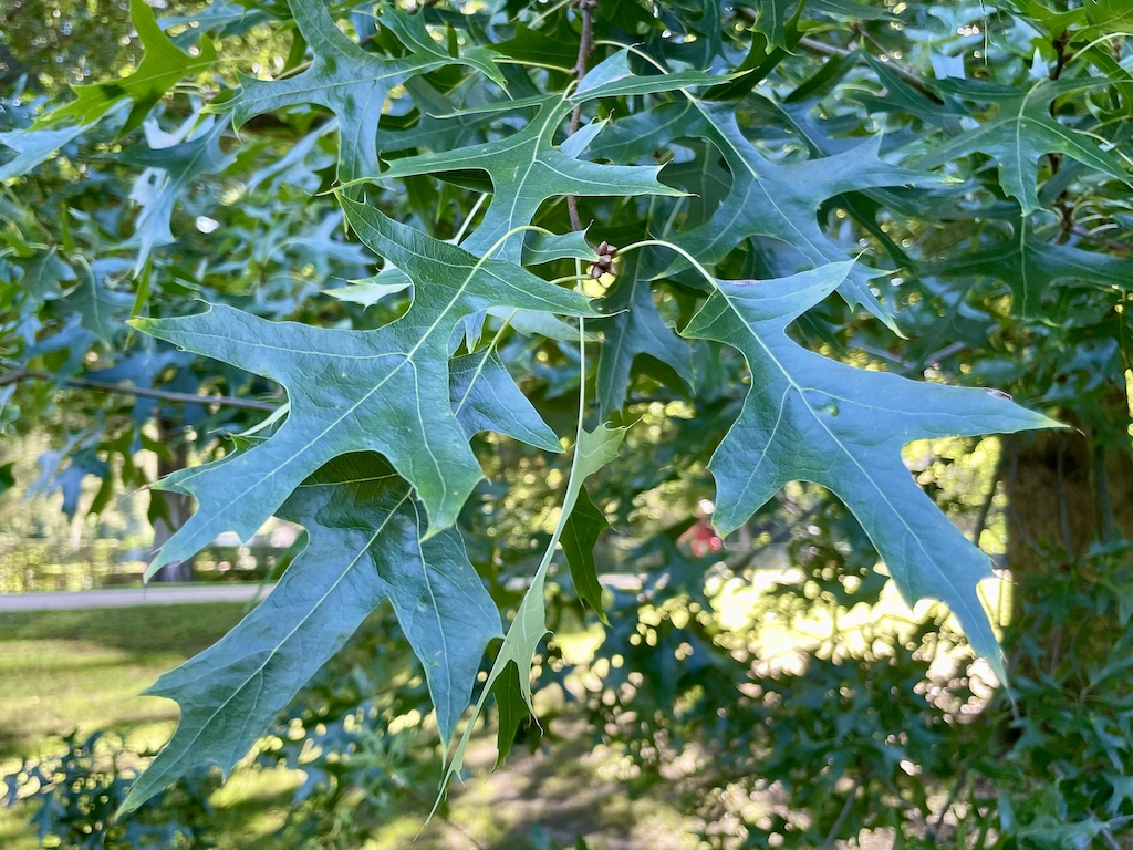 Quercus palustris - Frankfurt am Man - September 2023