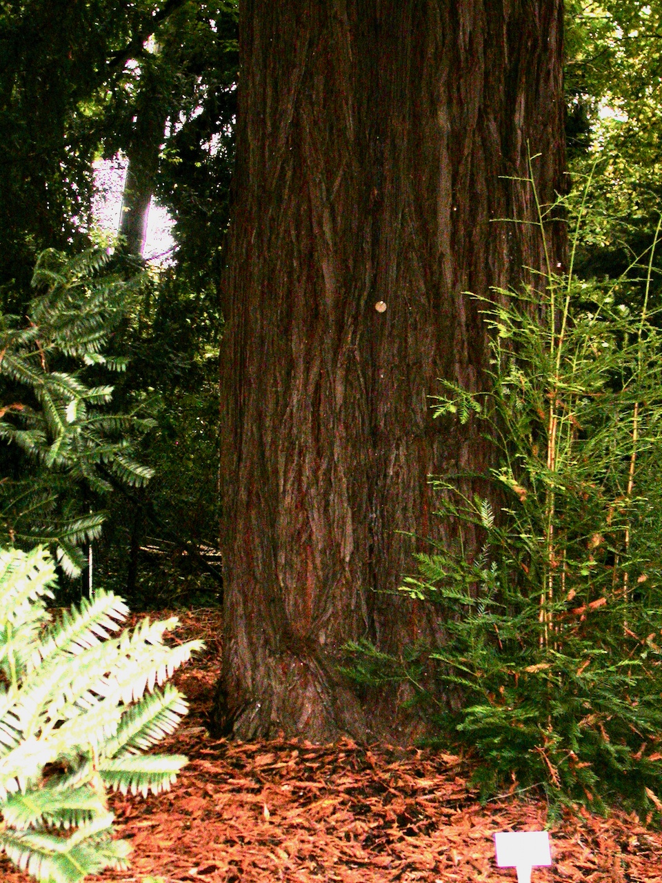 Sequoia sempervirens - Frankfurt am Man - Oktober 2023