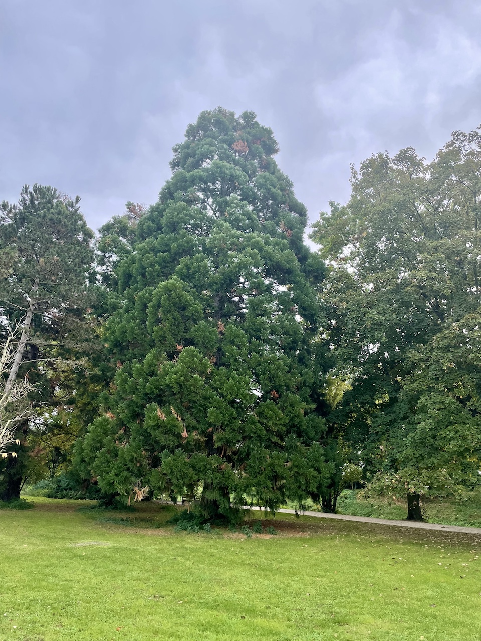 Sequoiadendron giganteum- Bad Vilbel, Burgpark - 2023