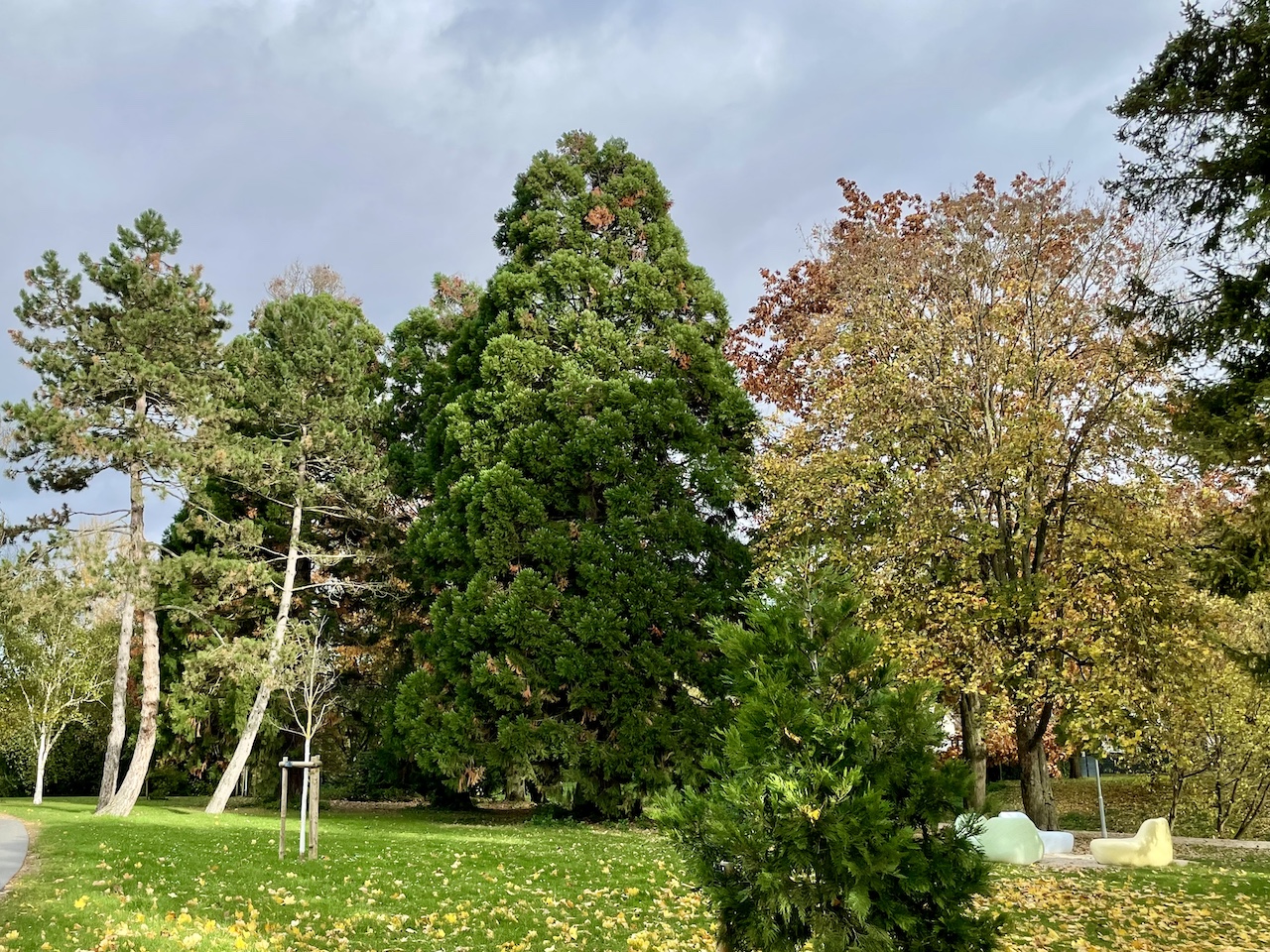 Sequoiadendron giganteum- Bad Vilbel, Burgpark - 2023