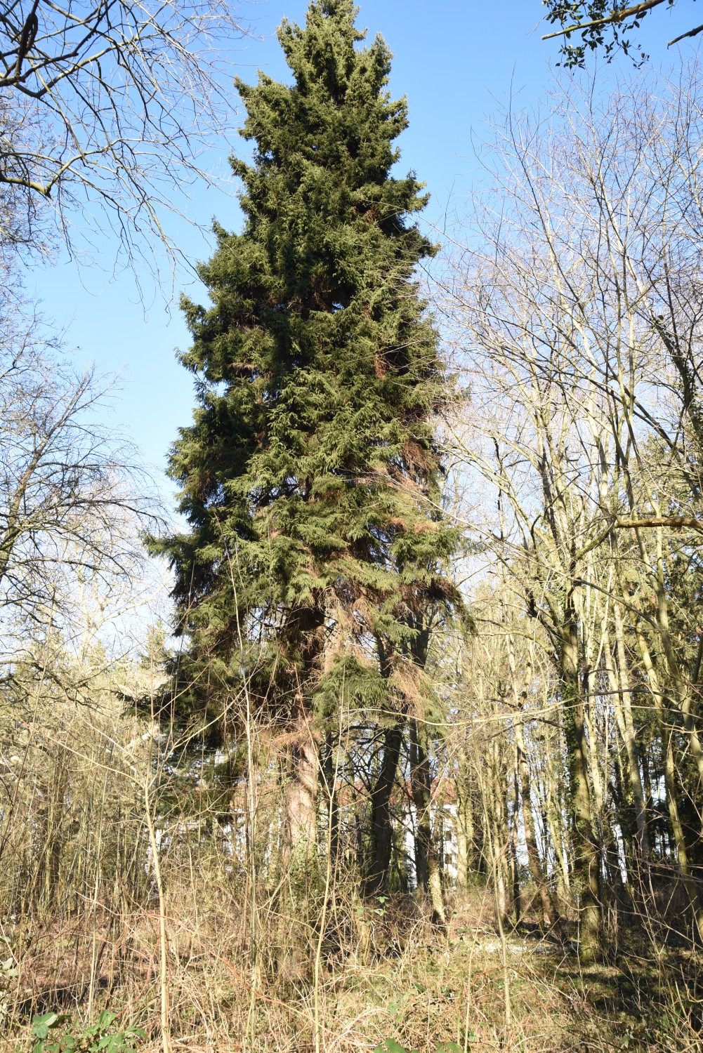 orientalis Picea