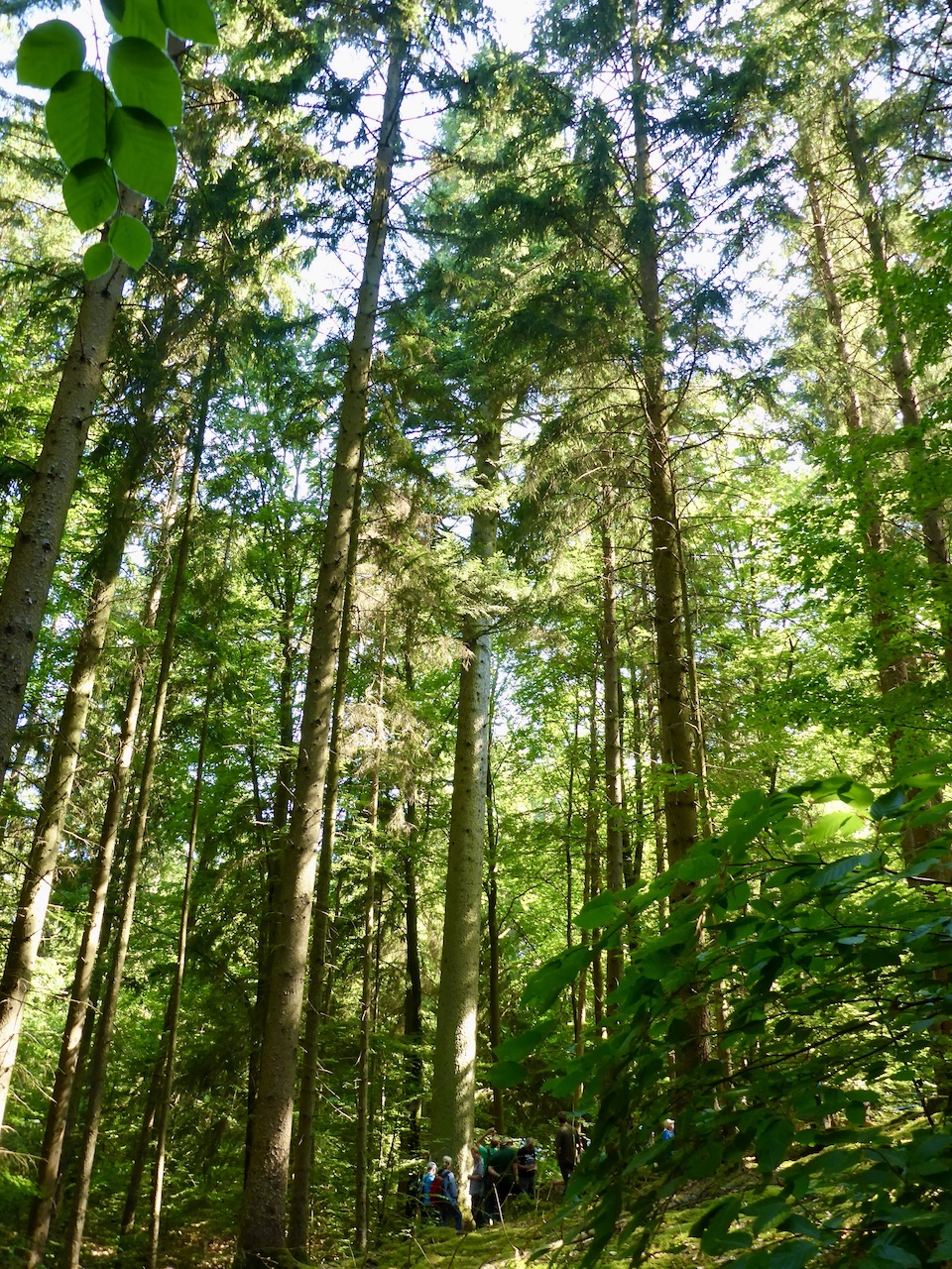 Abies alba - Steigerwald bei Fürnbach - Juni 2023