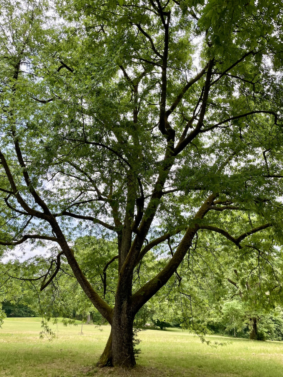 domestica Sorbus