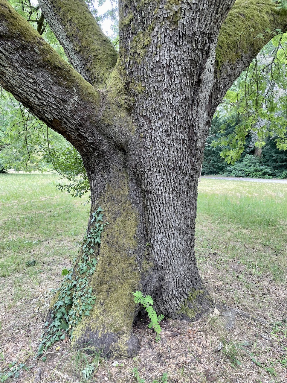 Sorbus domestica - Kronberg im Taunus - Juni 2023