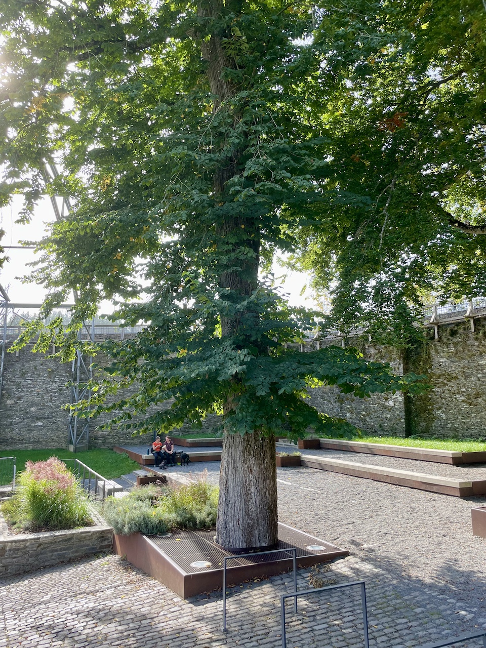 Ulmus glabra - Monschau - Oktober 2023