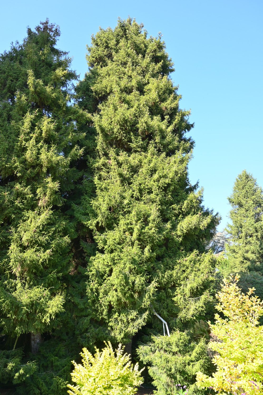 Picea orientalis - Insel Siebenbergen im Staatspark Karlsaue - Oktober 2021