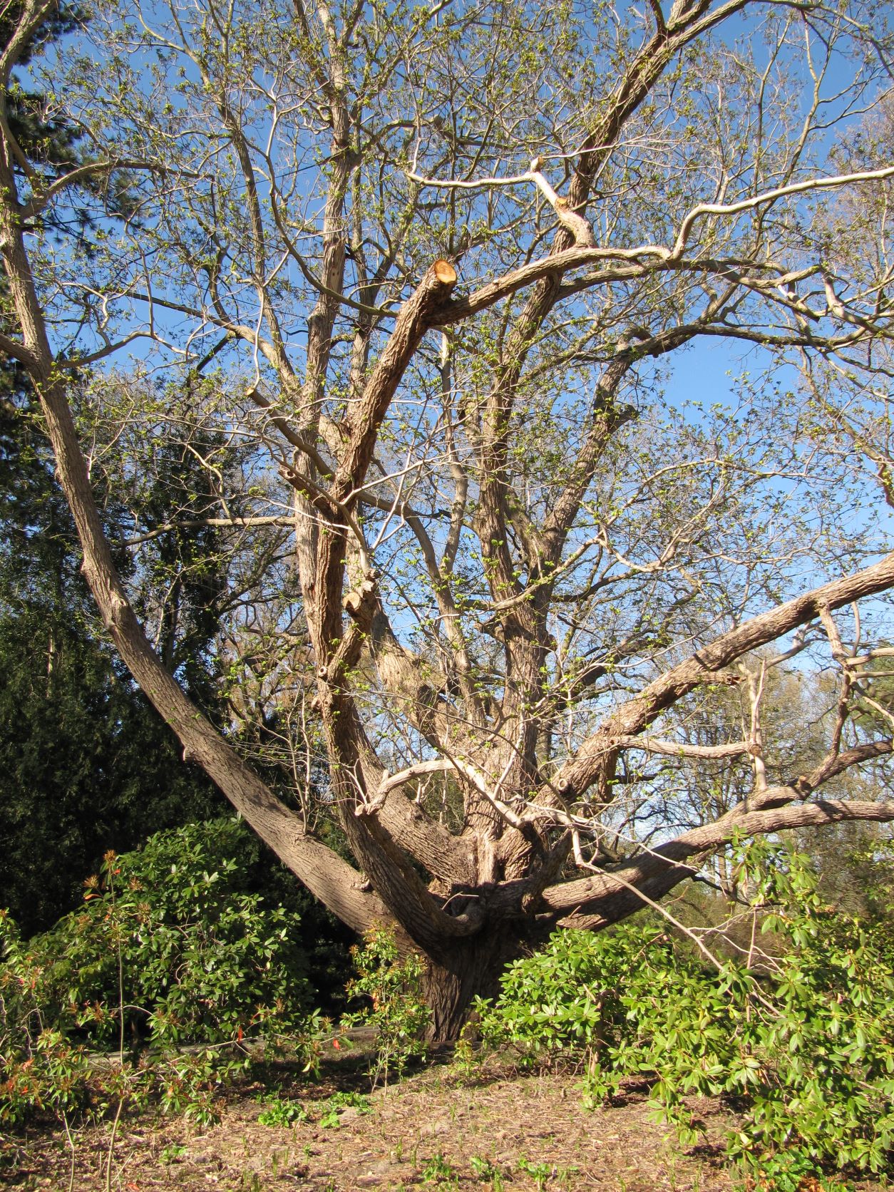 fraxinifolia Pterocarya