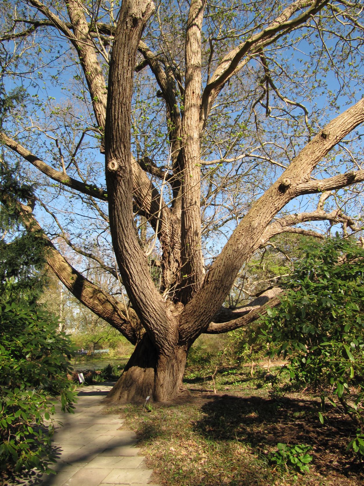 Pterocarya fraxinifolia - Berggarten - April 2022