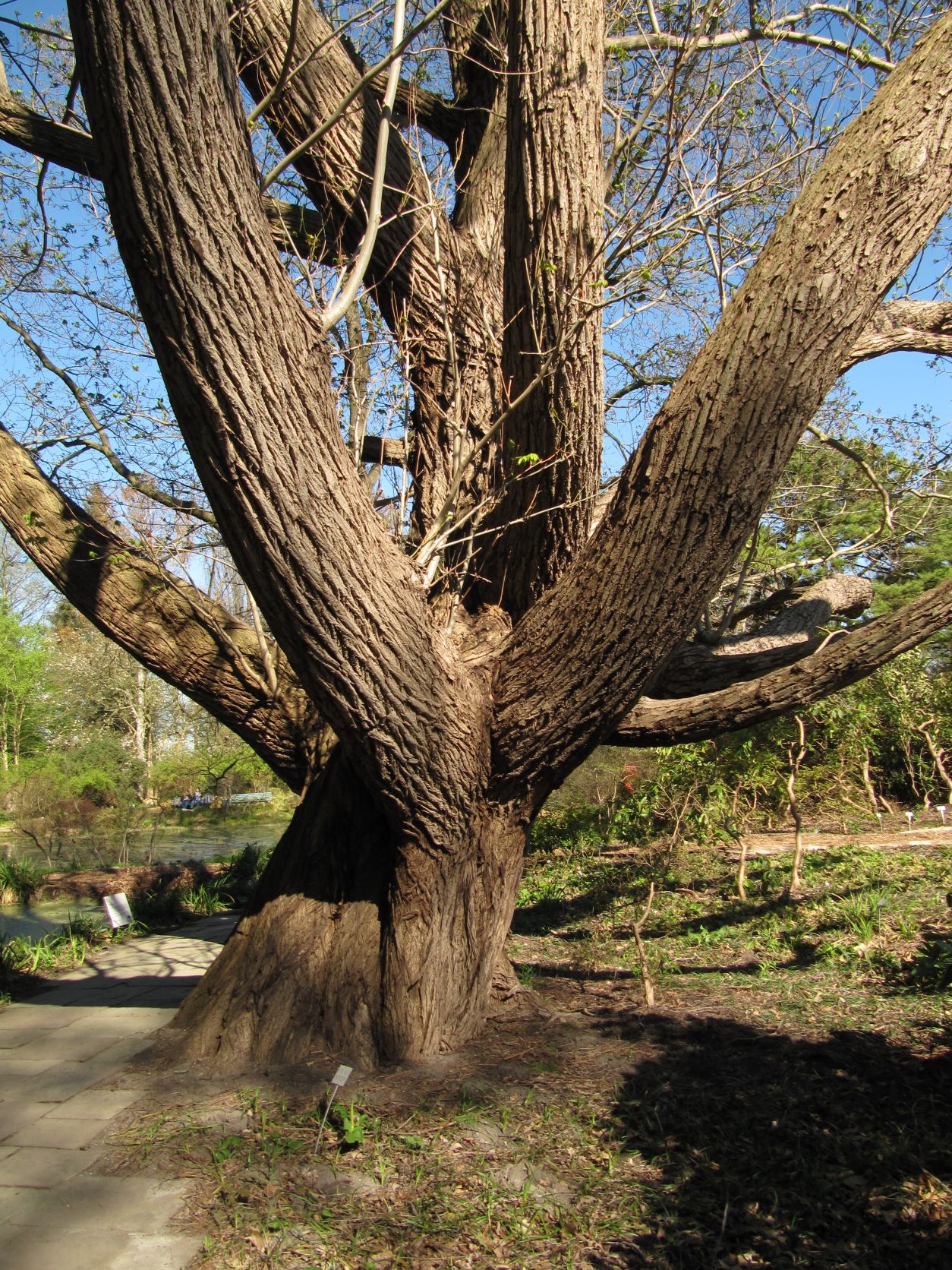Pterocarya fraxinifolia - Berggarten - April 2022