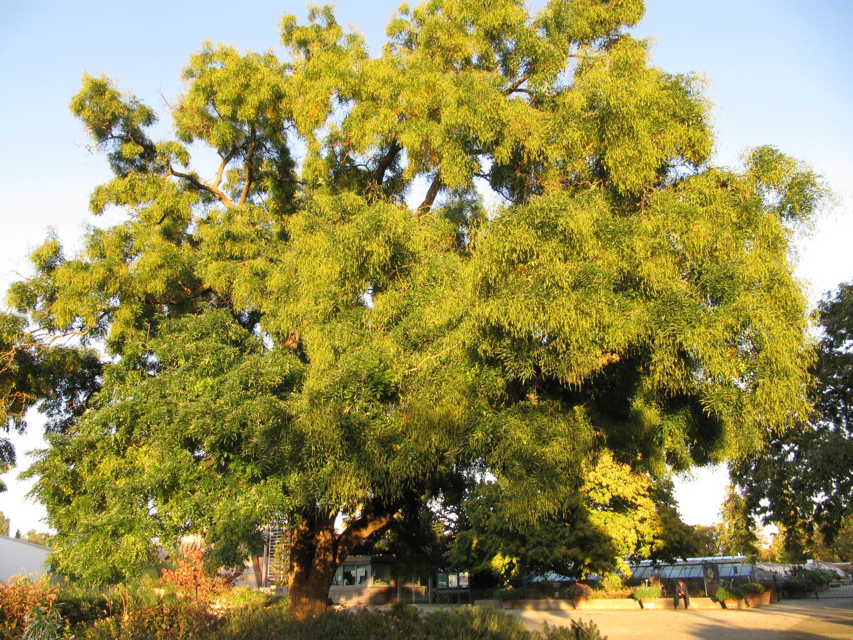 japonicum Styphnolobium
