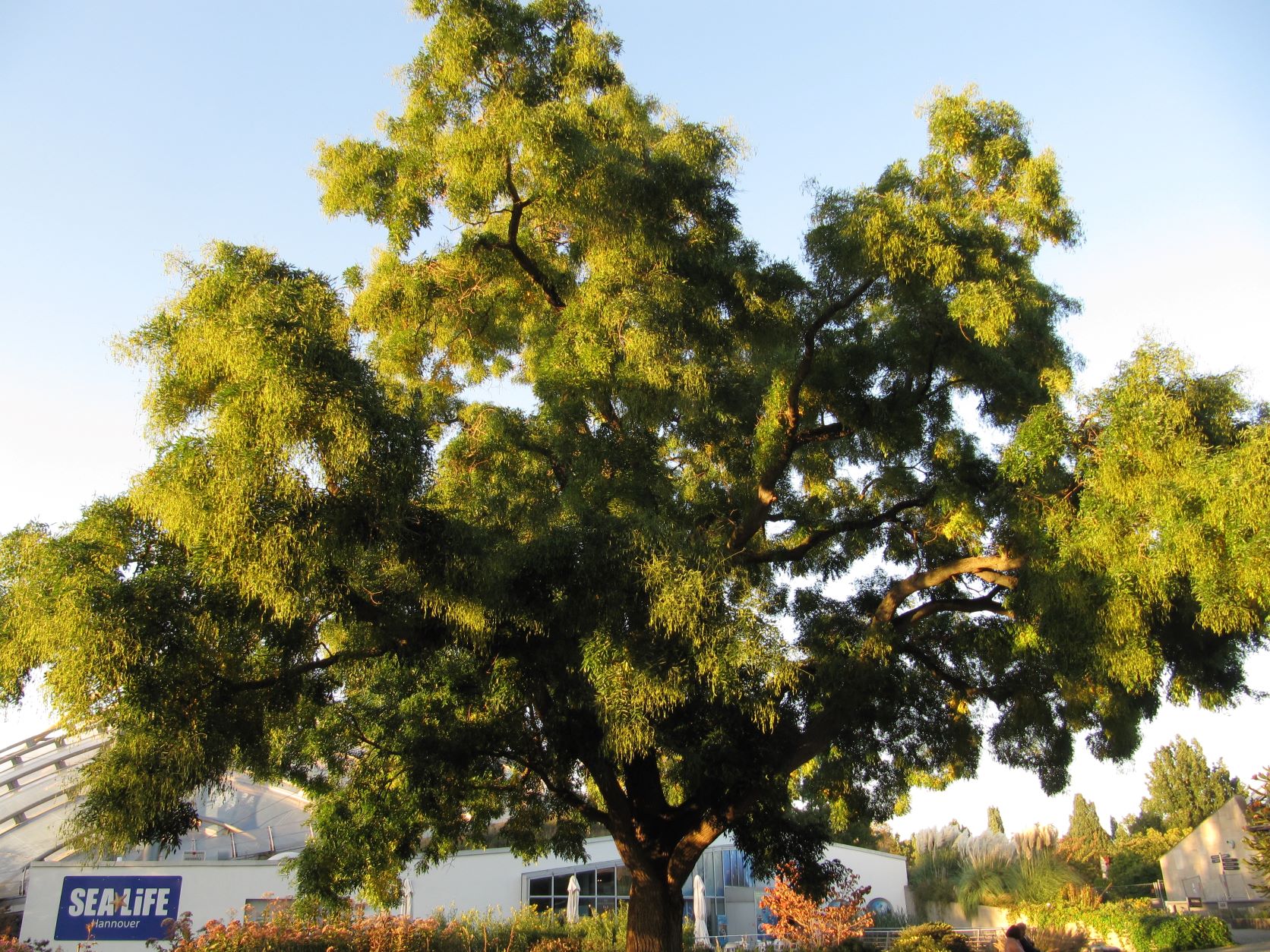 Styphnolobium - Jap. Berggarten - Oktober 2022