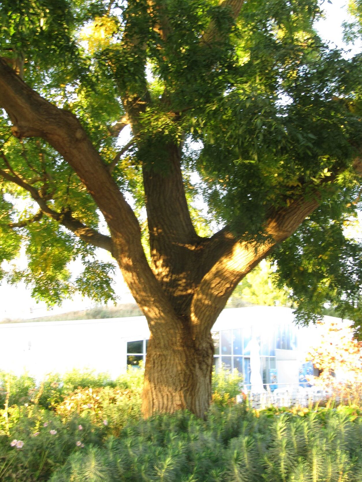 Styphnolobium - Jap. Berggarten - Oktober 2022