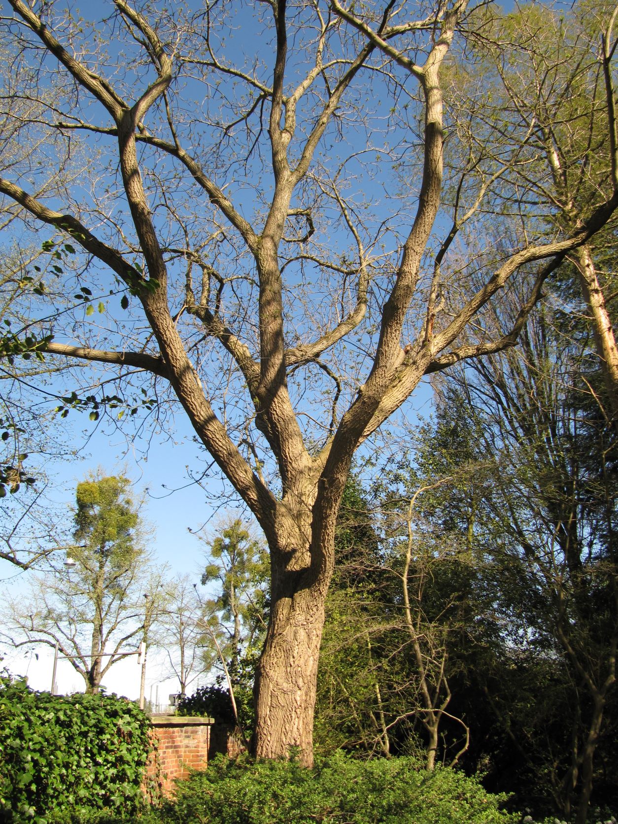 cinerea Juglans