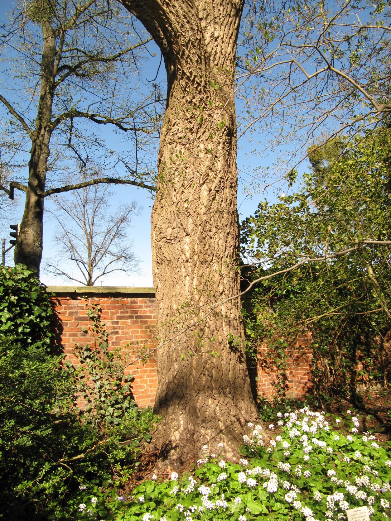 Juglans cinera - Berggarten -April 2022