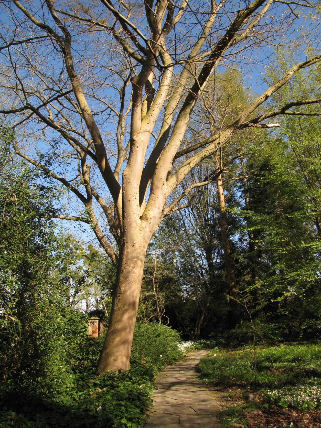 Zelkova serrata - Berggarten - April 2022