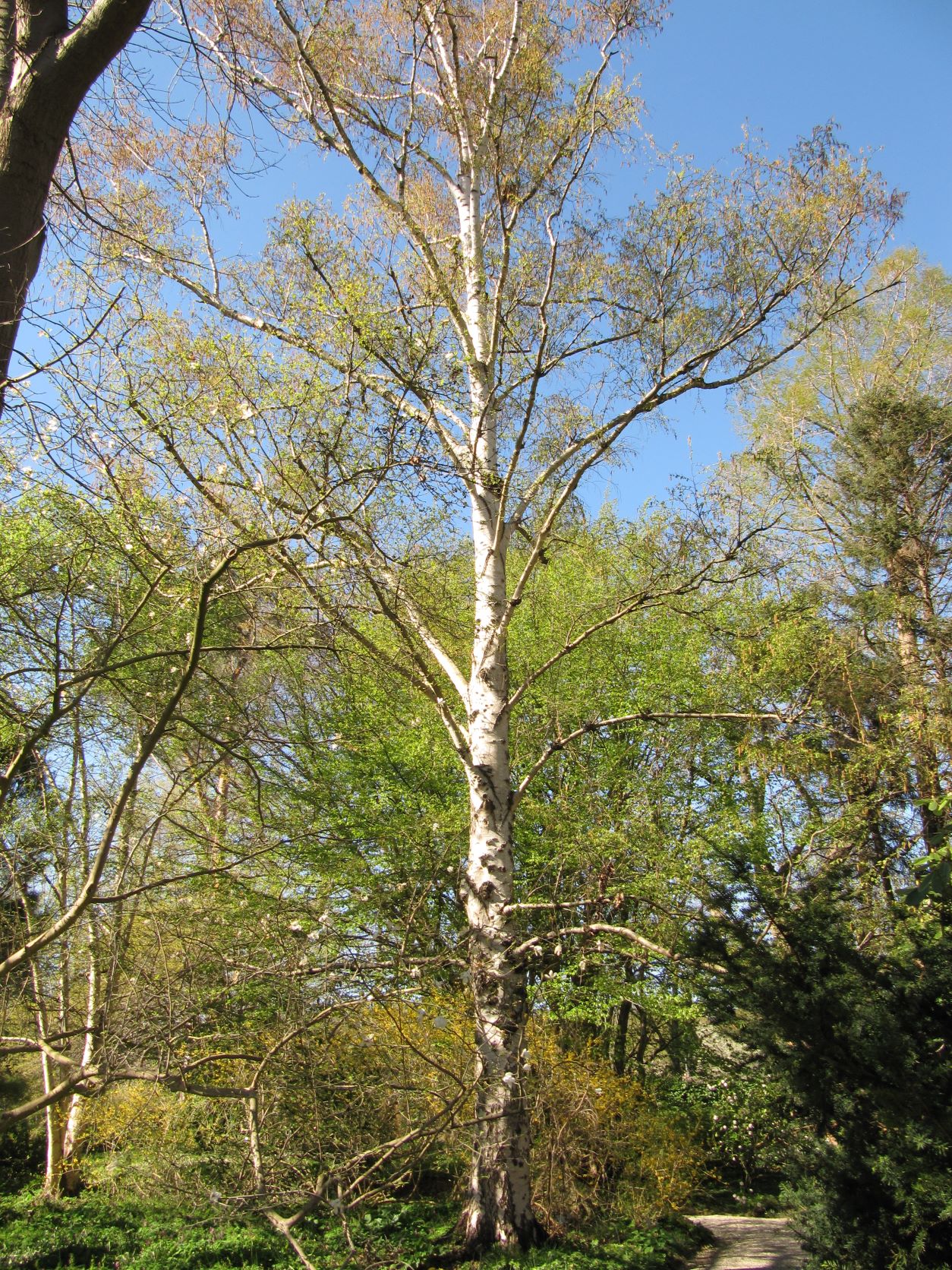 Betula platyphylla