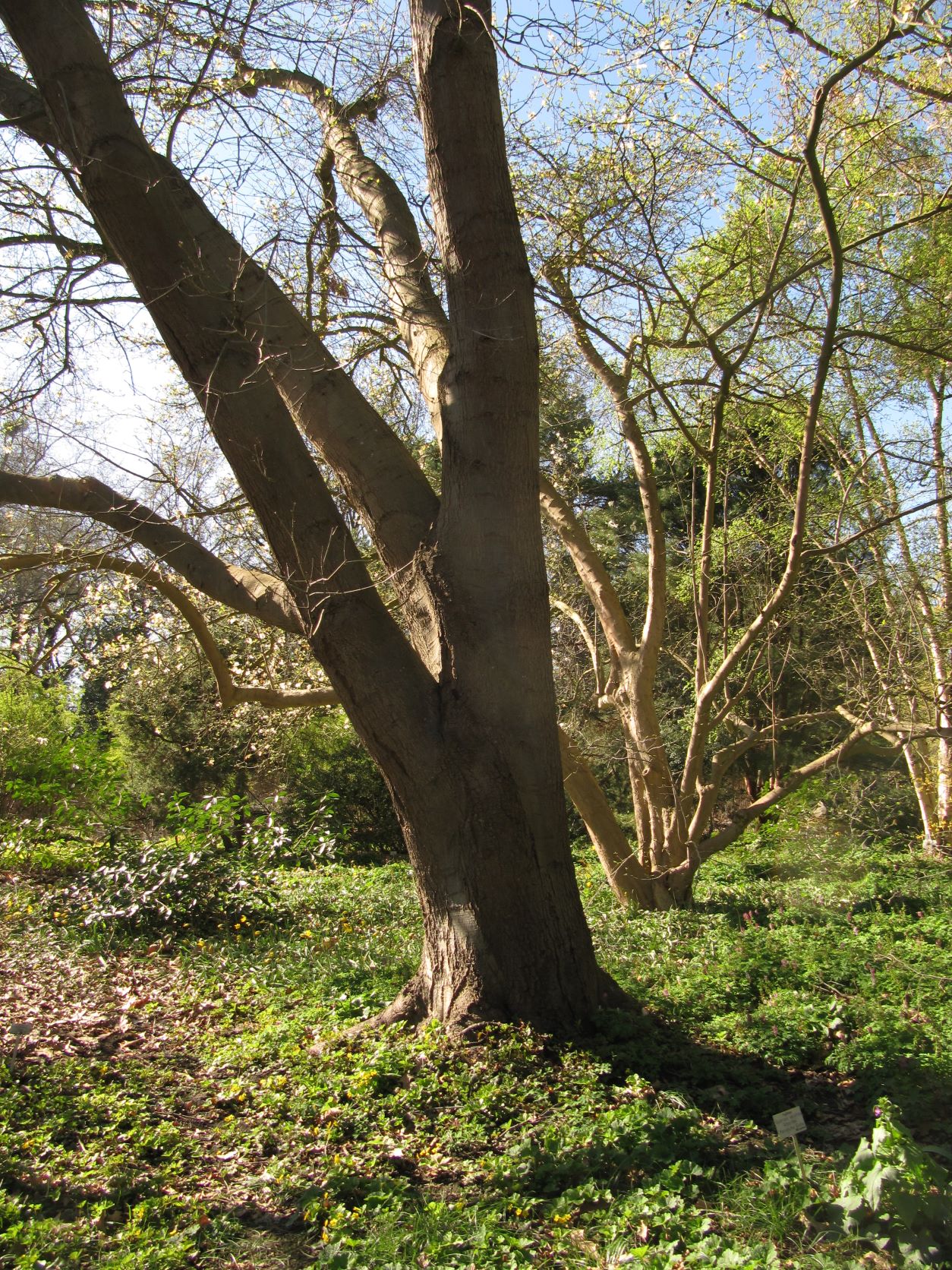 Quercus velutina - Berggarten - April 2022