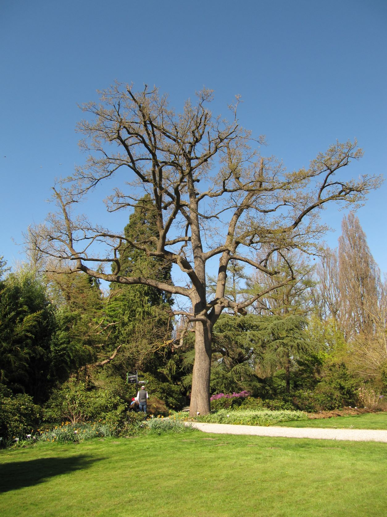'Cochleata' Quercus robur