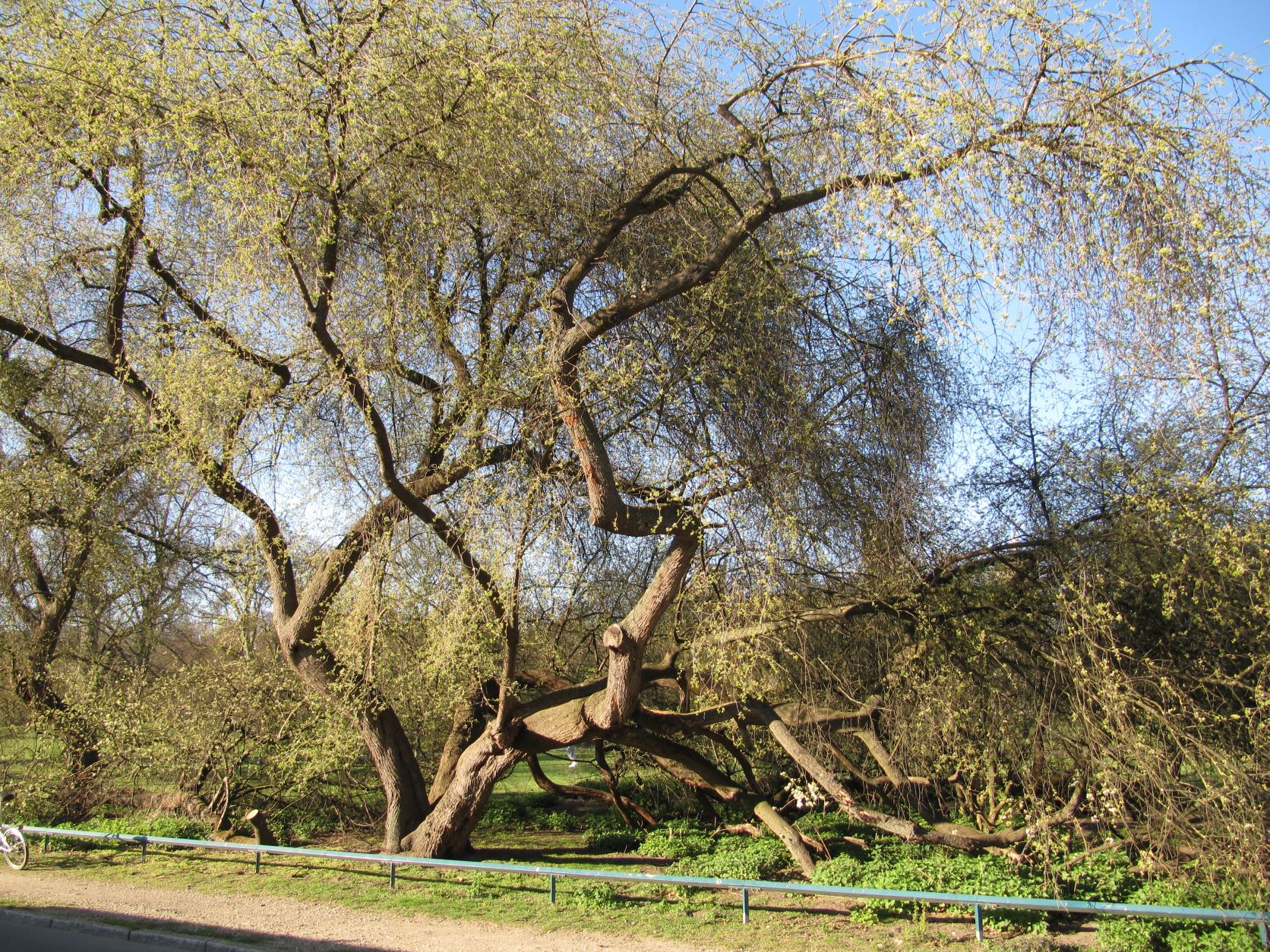 mahaleb Prunus