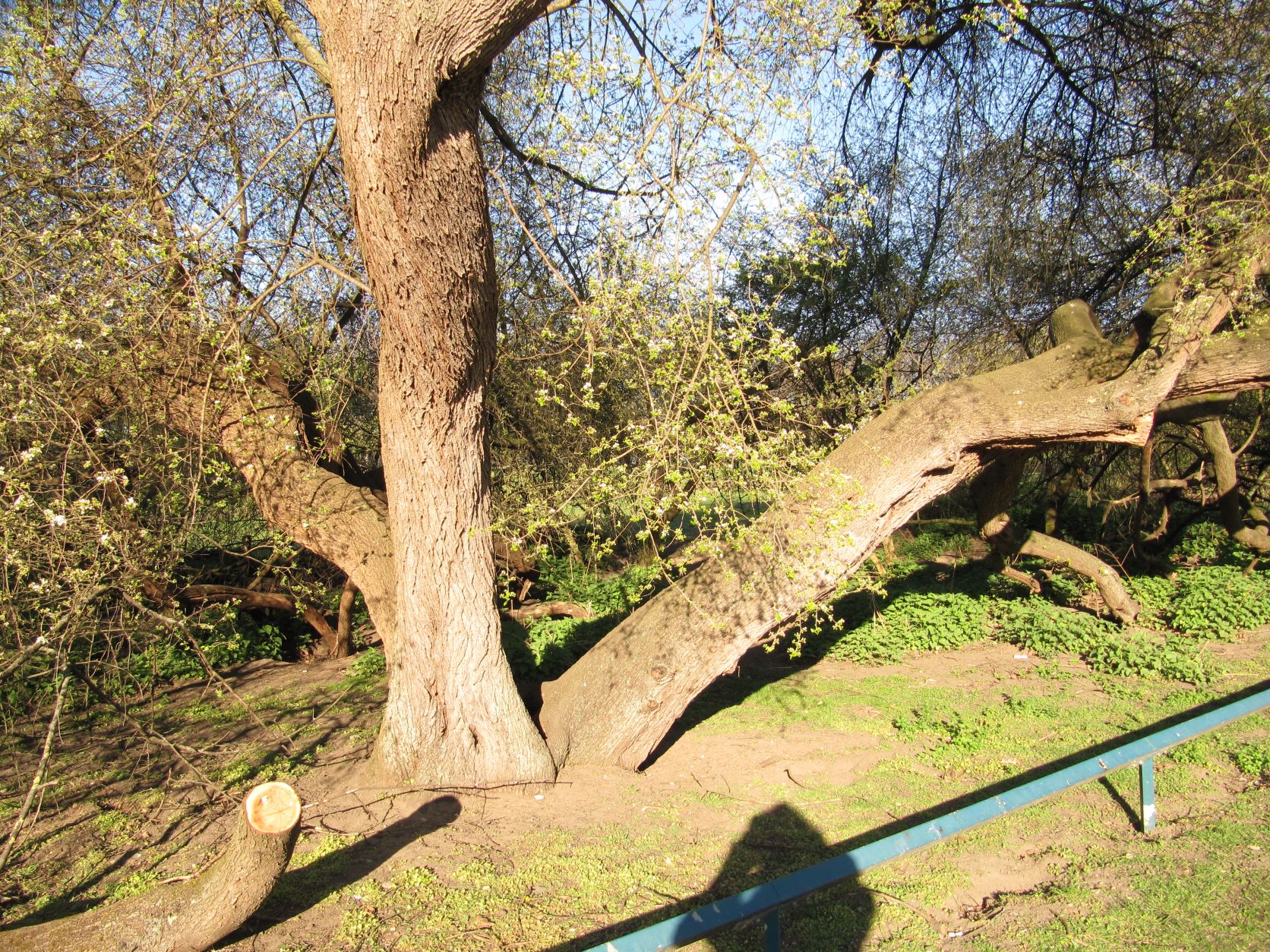 Prunus mahaleb - Georgengarten - April 2022