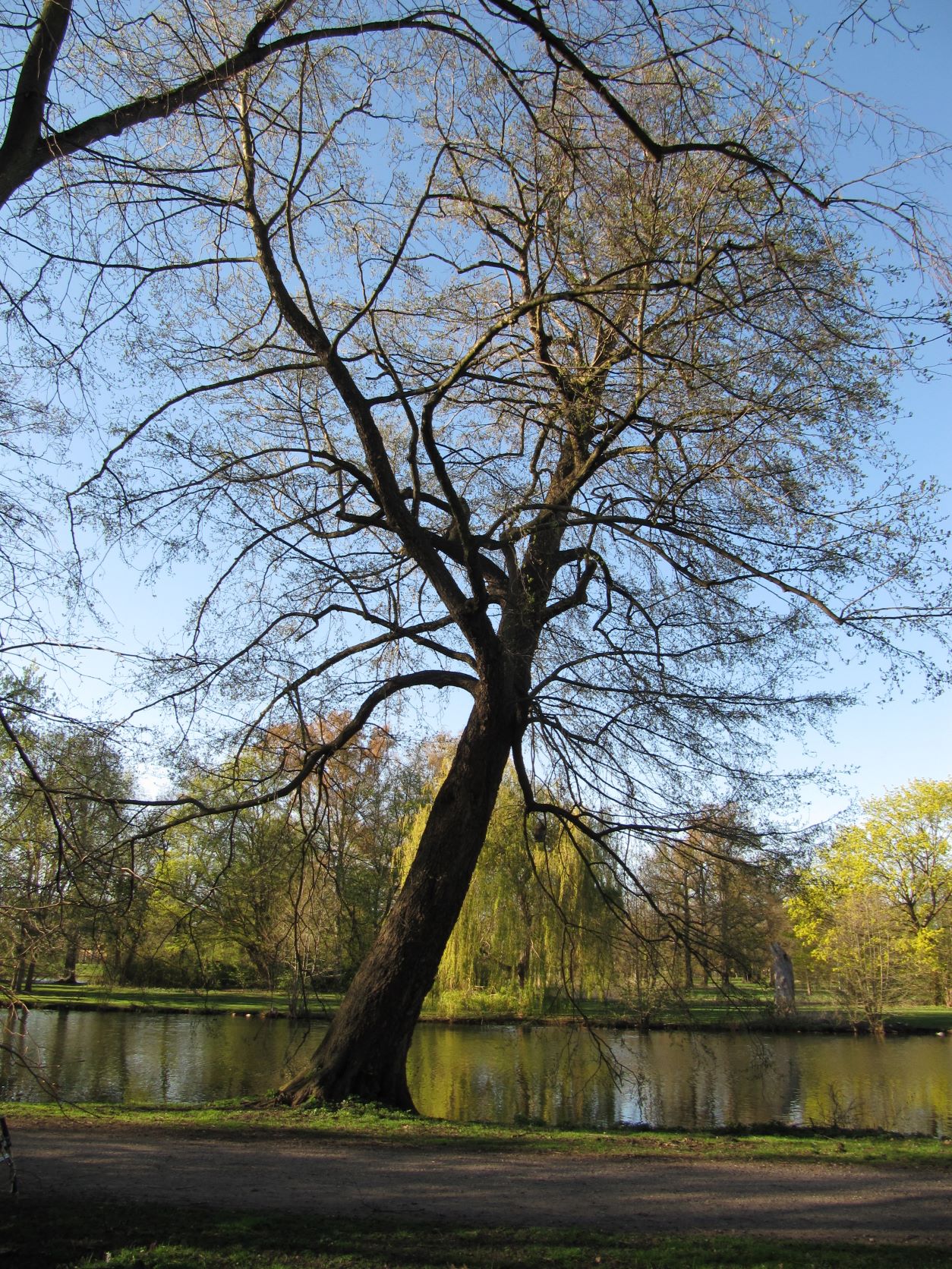 Alnus glutinosa