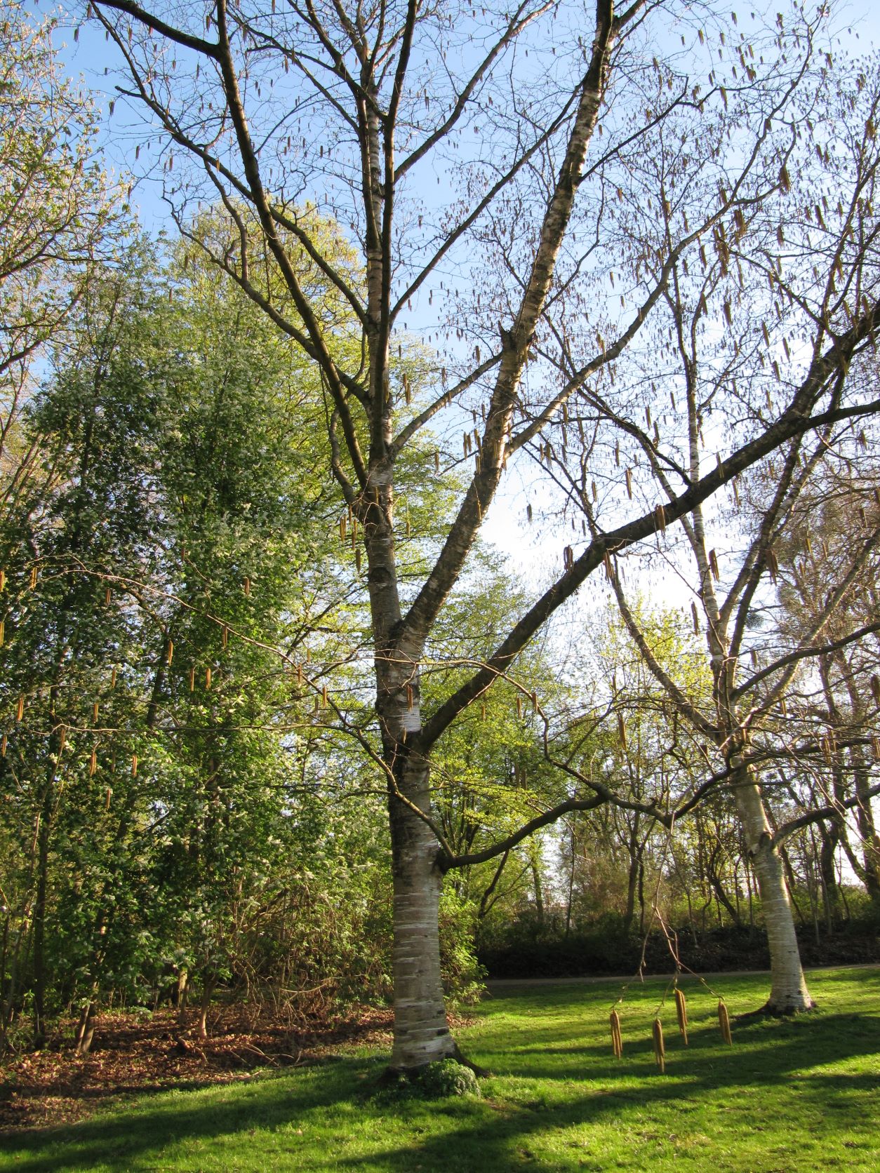 Betula maximowicziana