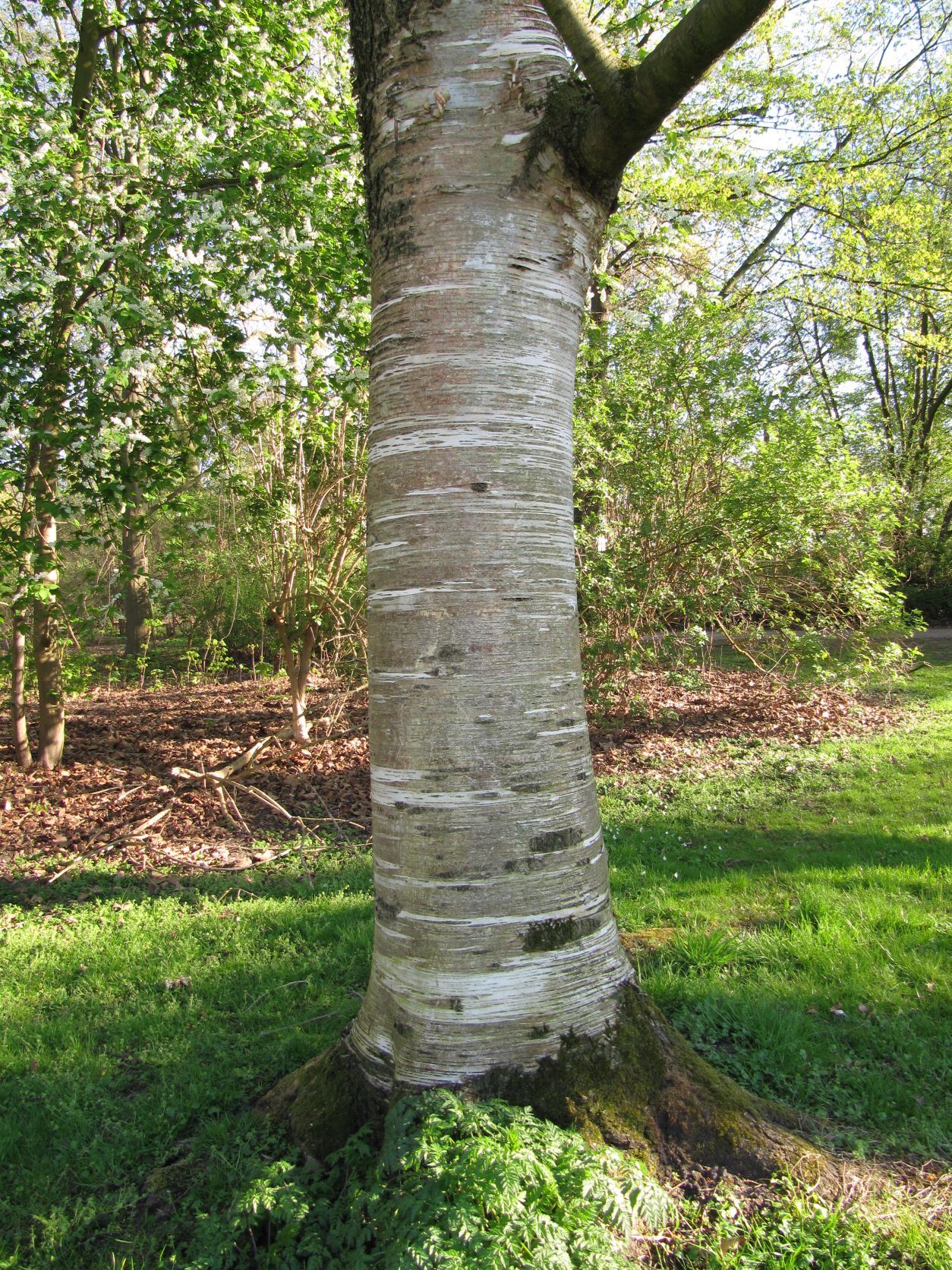 Betula maximowicziana - Georgengarten - April 2022