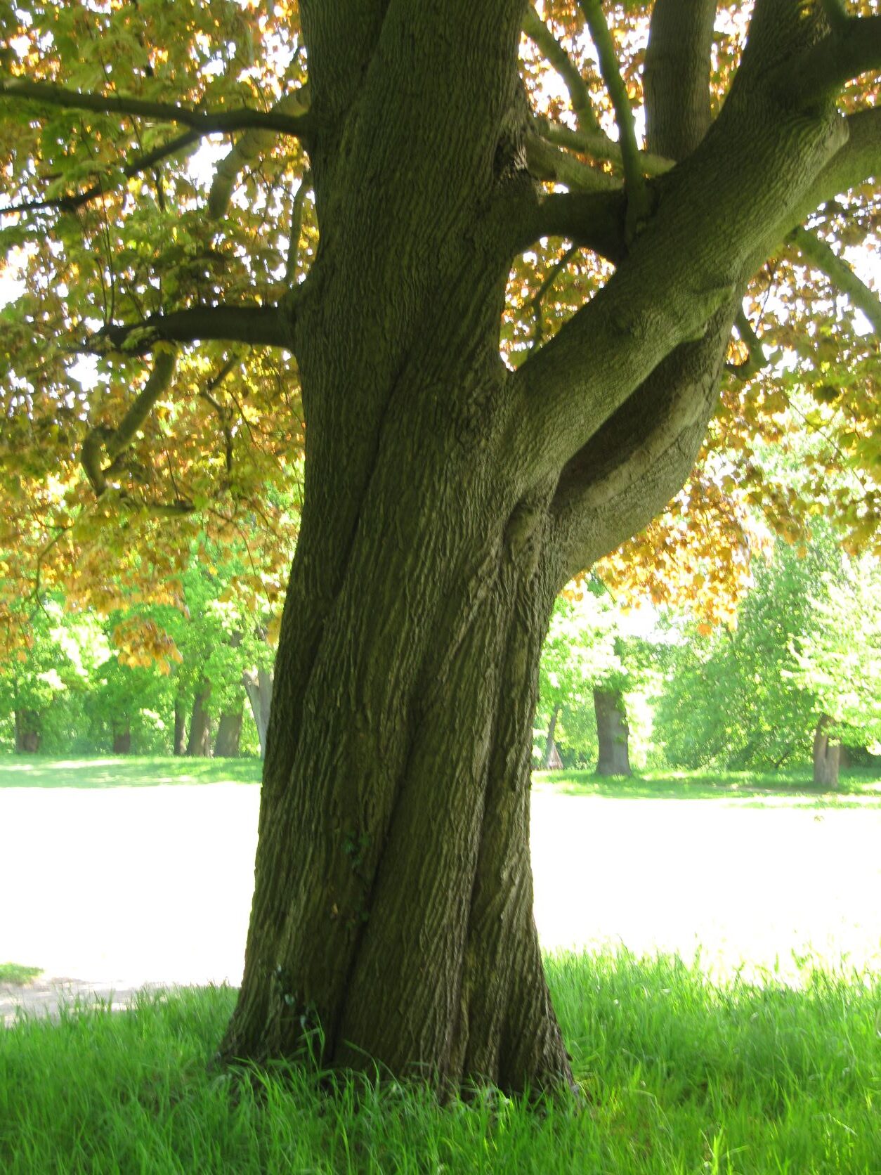 Acer platanoides 'Schwedleri' - Jenischpark - Mai 2022