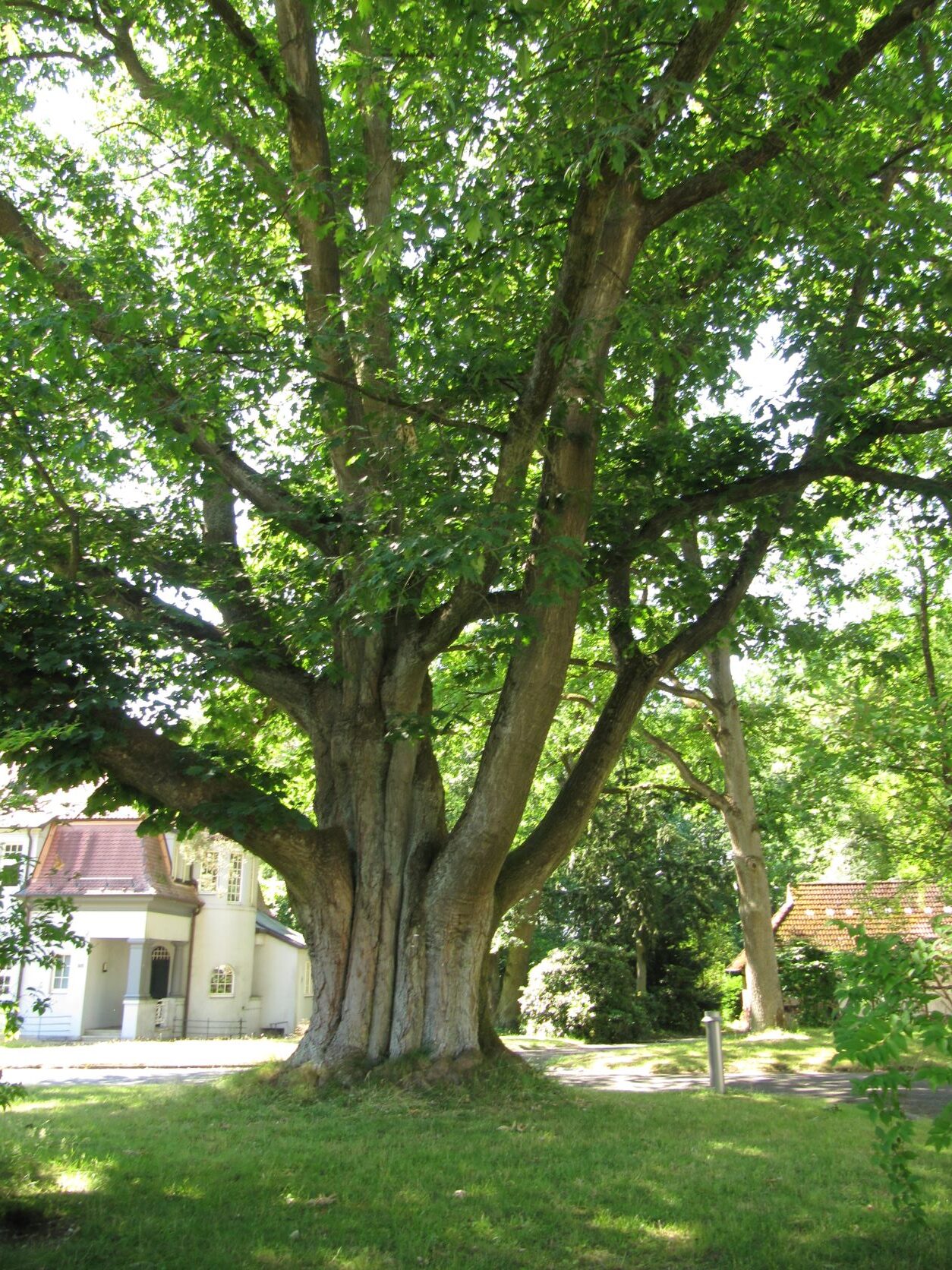 Quercus rubra - Bergedorf - Juli 2022