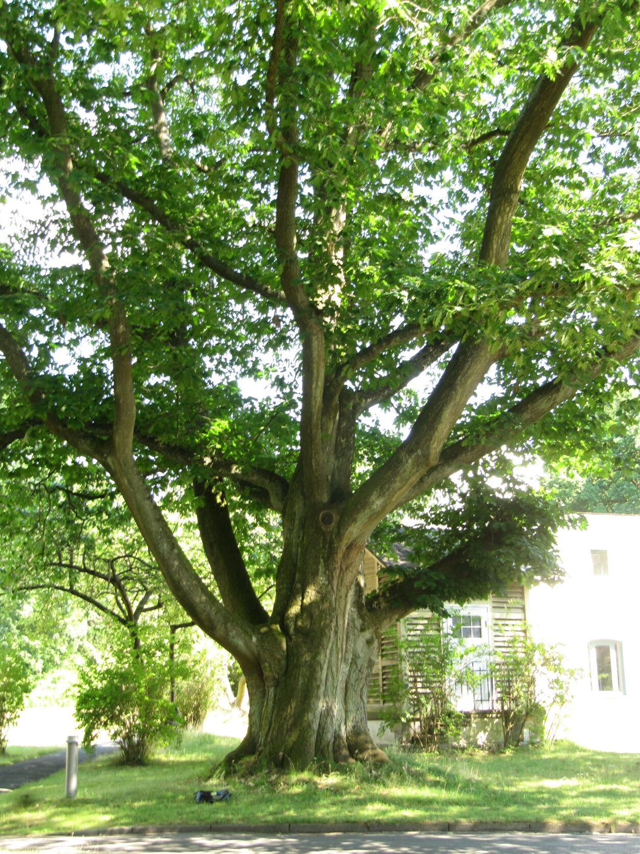 Quercus rubra - Bergedorf - Juli 2022