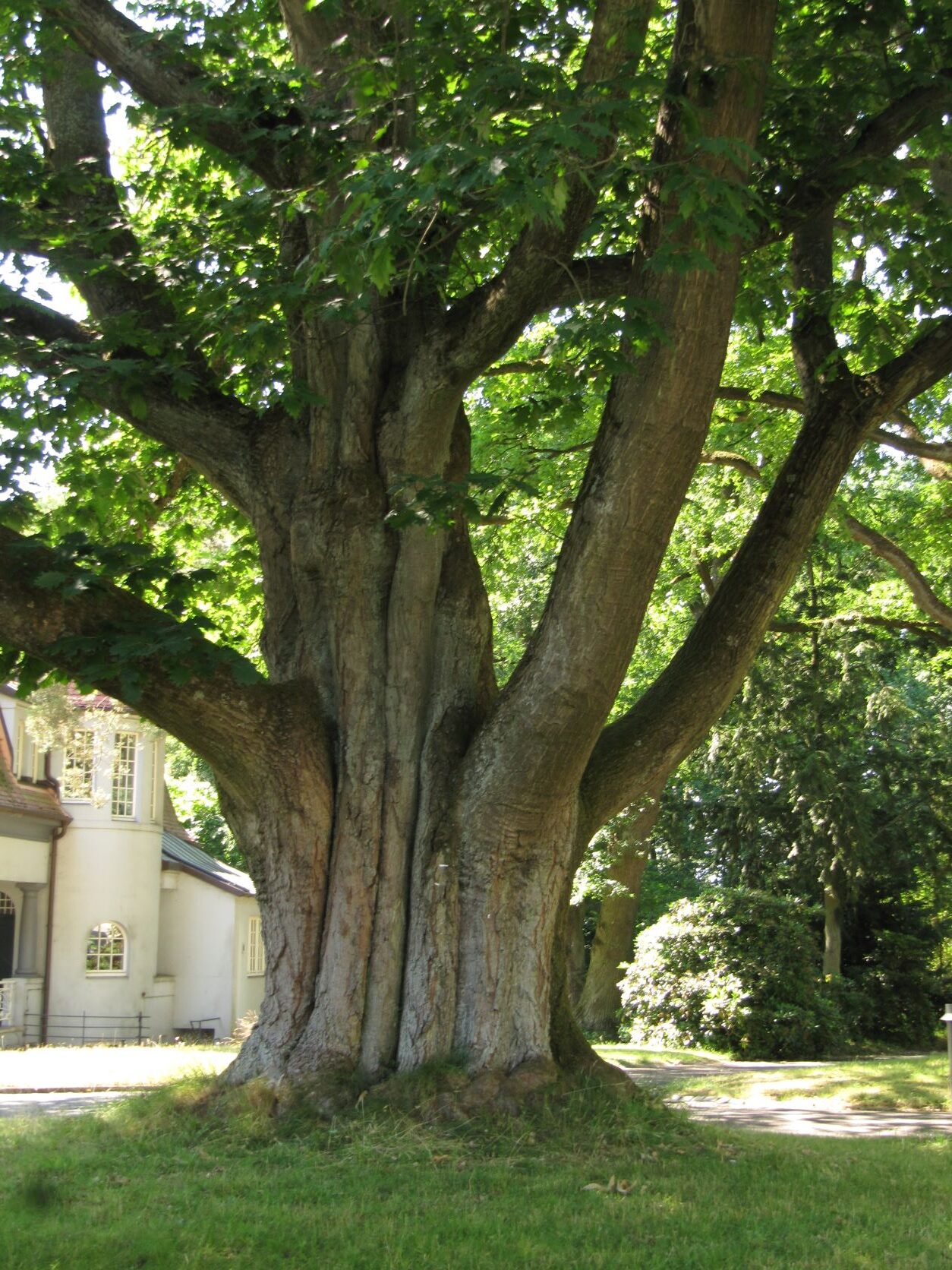 Quercus rubra - Bergedorf - Juli 2022