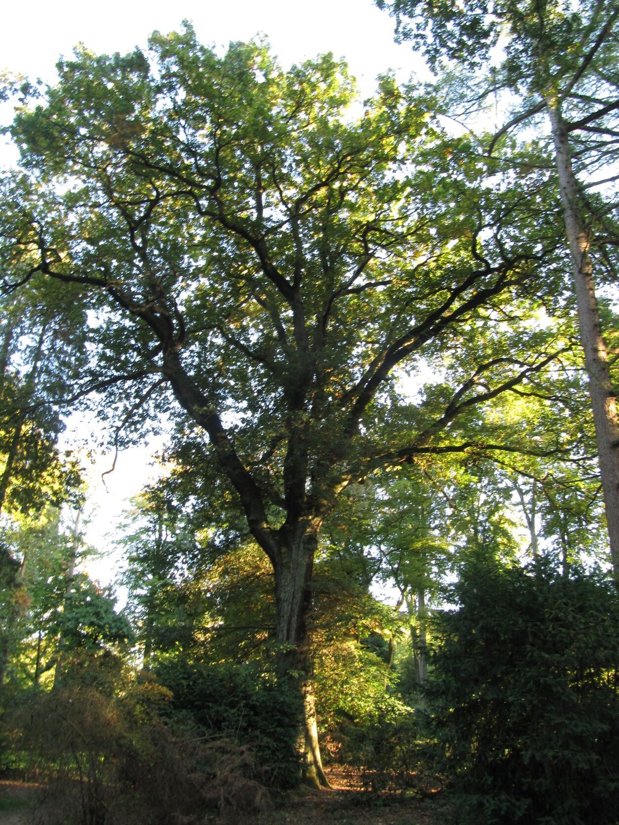 × rosacea Quercus