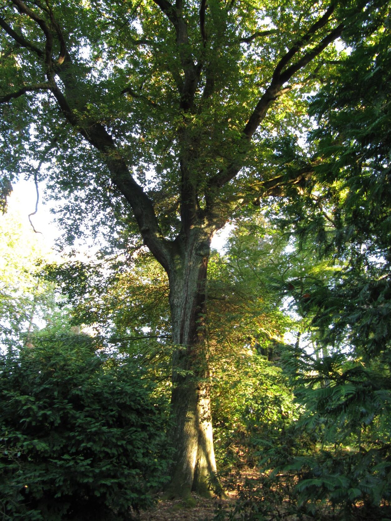 Quercus x rosacea - Schlosspark Heltorf - Oktober 2022