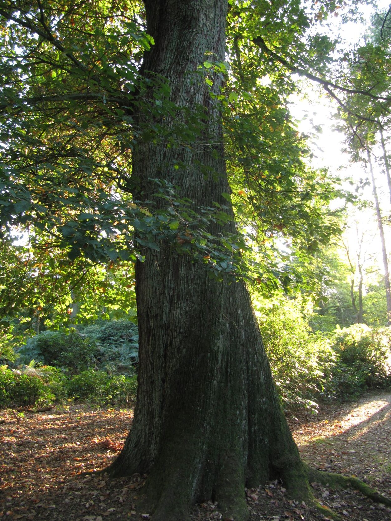 Quercus x rosacea - Schlosspark Heltorf - Oktober 2022