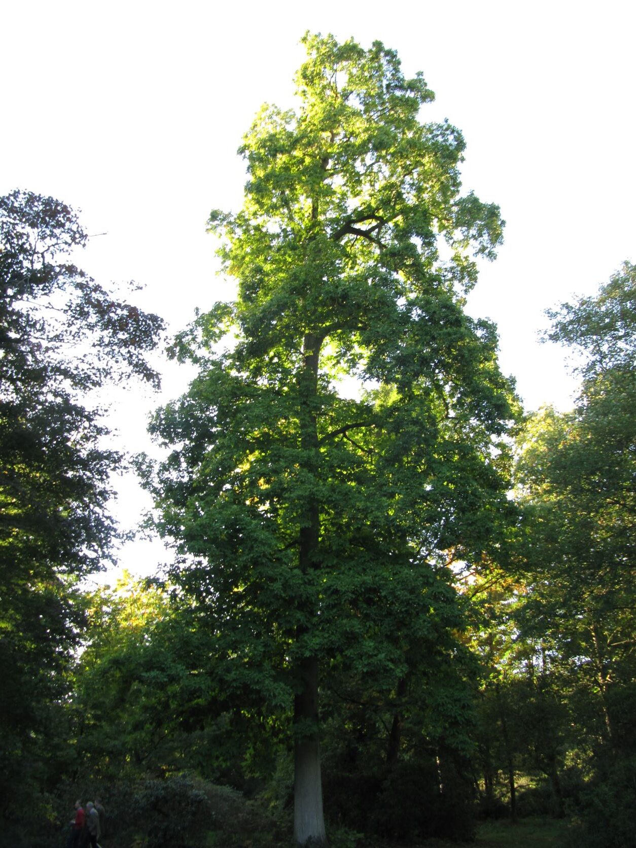 Carya ovata