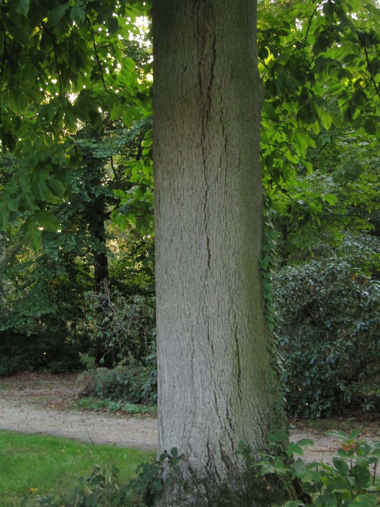 Carya ovata - Schlosspark Heltorf - Oktober 2022
