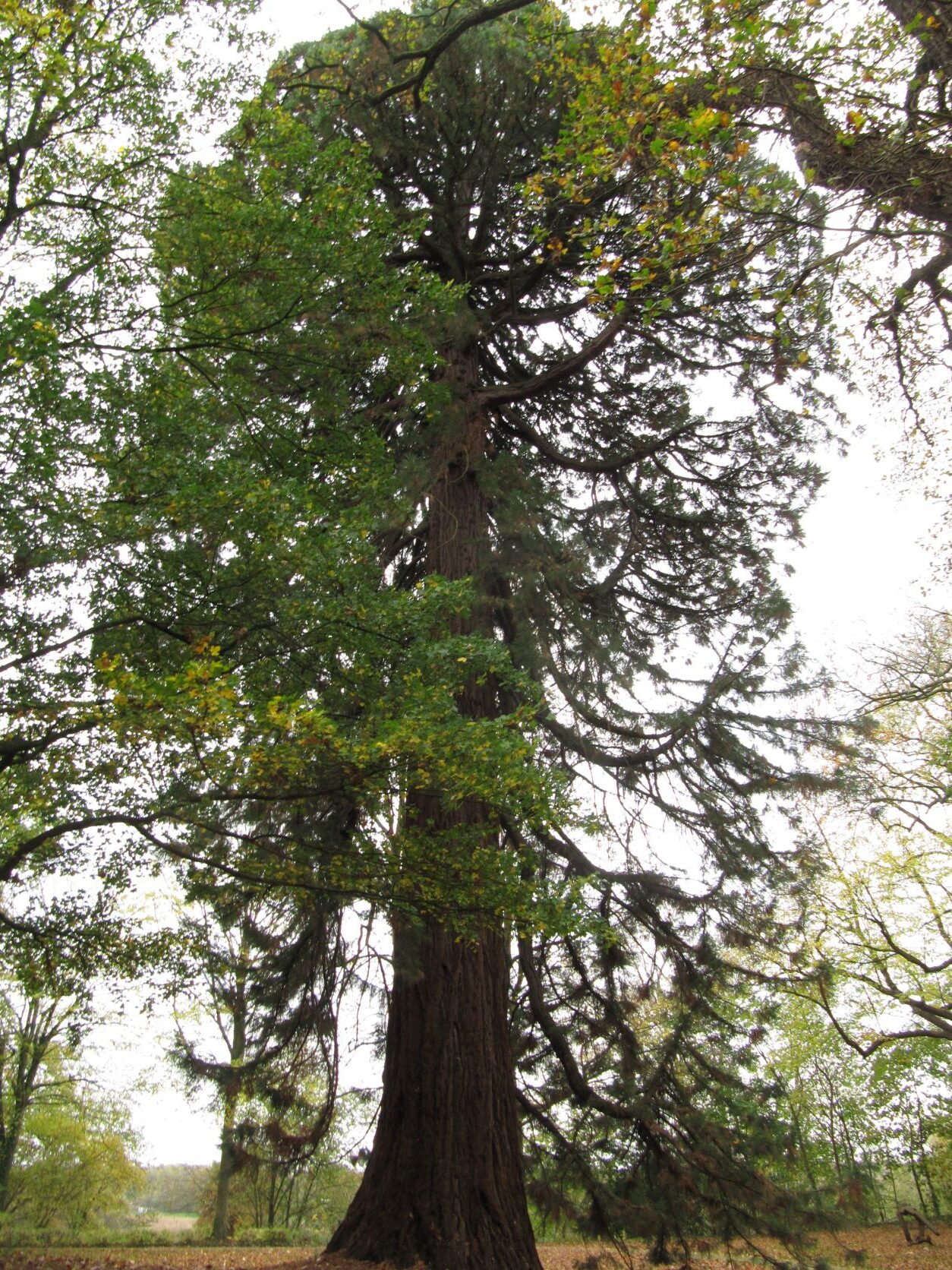giganteum Sequoiadendron