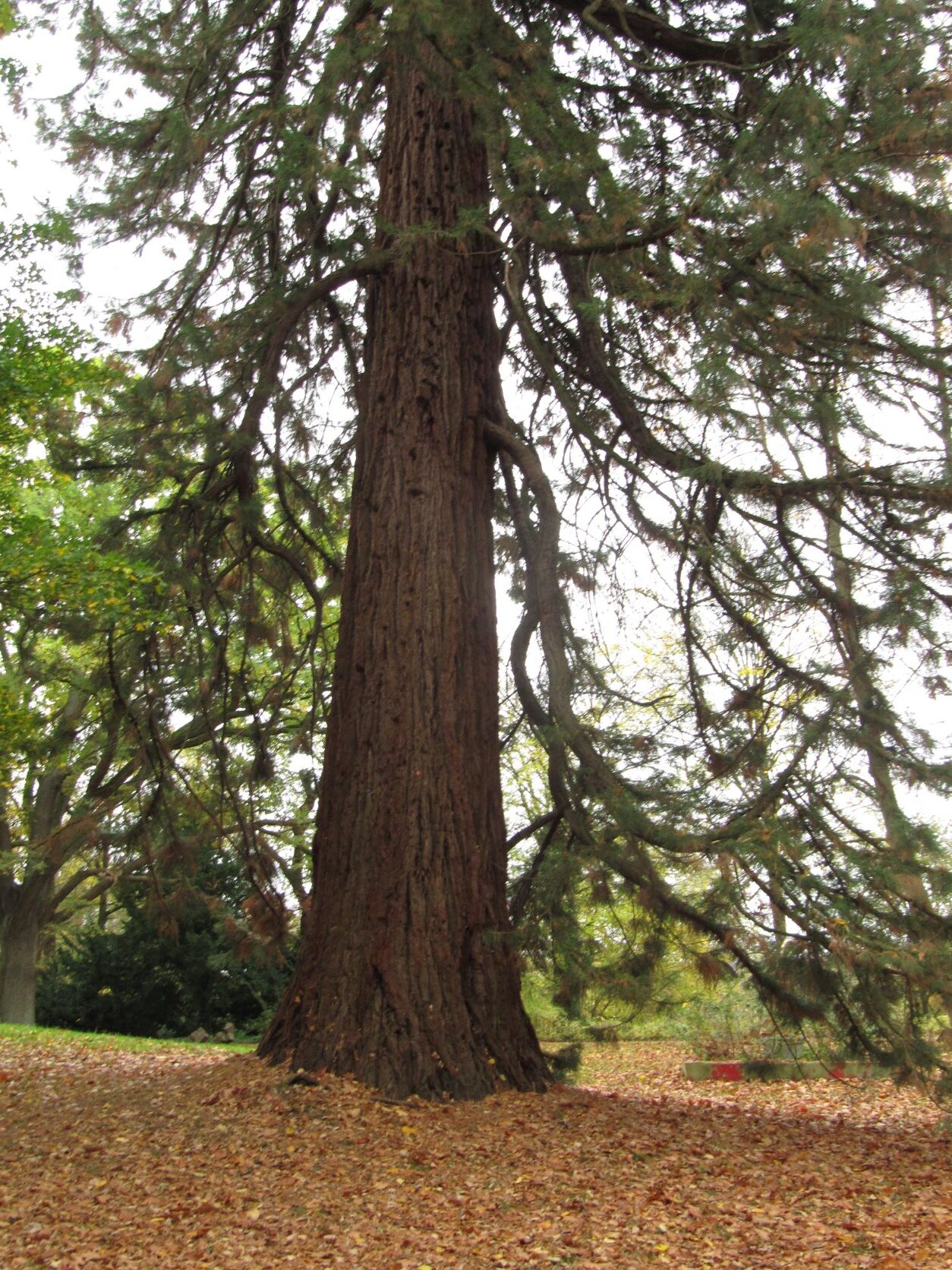 Sequoiadendron - Knoops Park - 2022