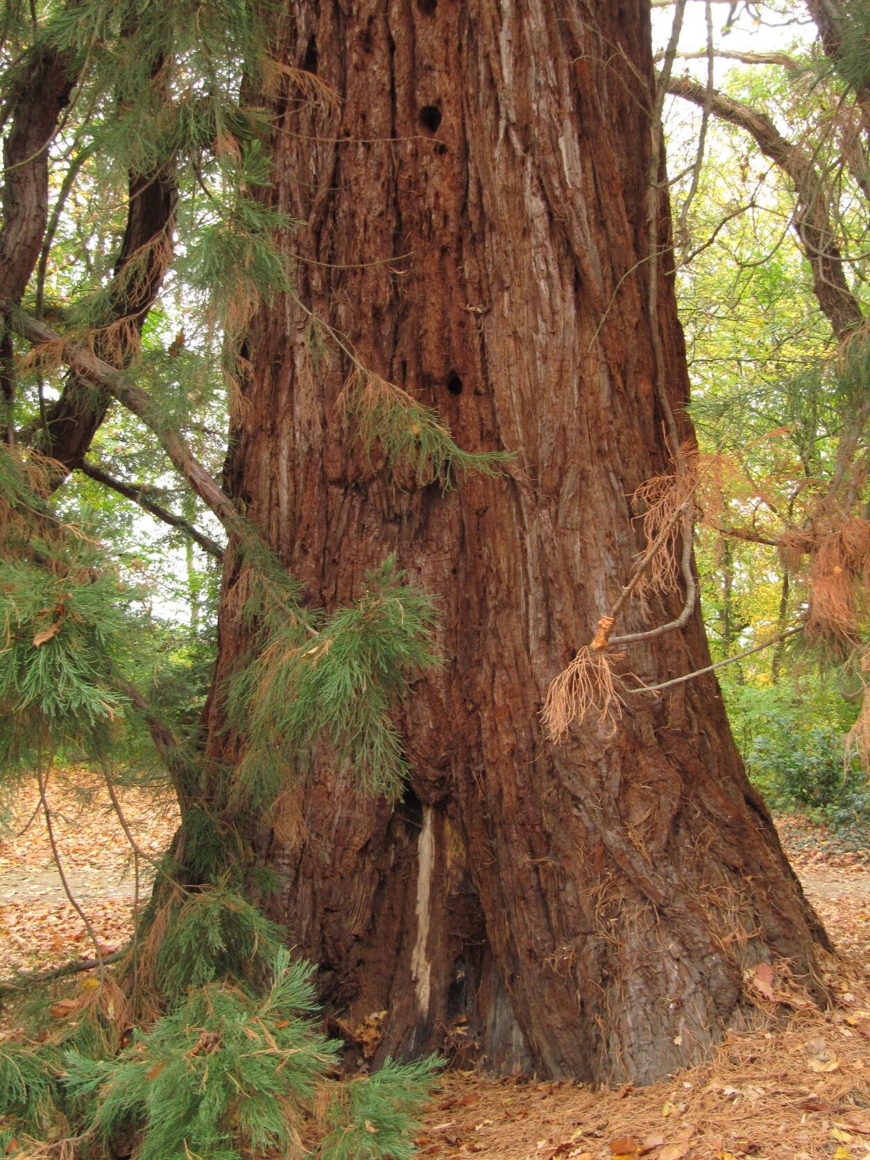 Sequoiadendron - Knoops Park - 2022