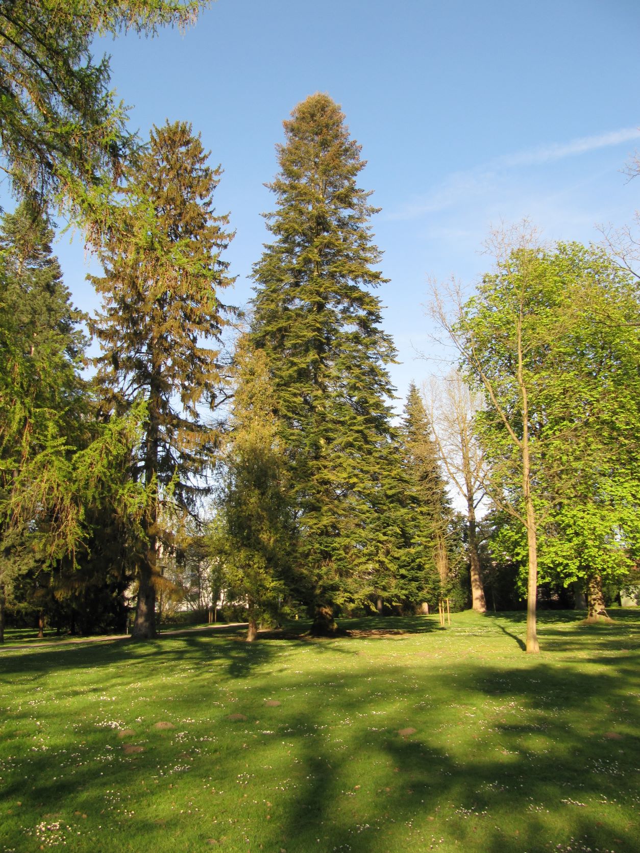 Abies grandis - Bad Eilsen - 2022